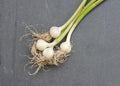 Garlic Heads