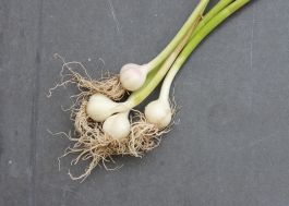 Garlic Heads