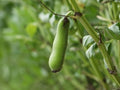 Fresh Fava Beans