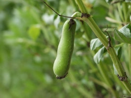 Fresh Fava Beans