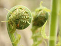 Wild Foraged Fiddleheads