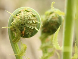 Wild Foraged Fiddleheads