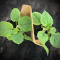 Ground Cherry Seedling Duo