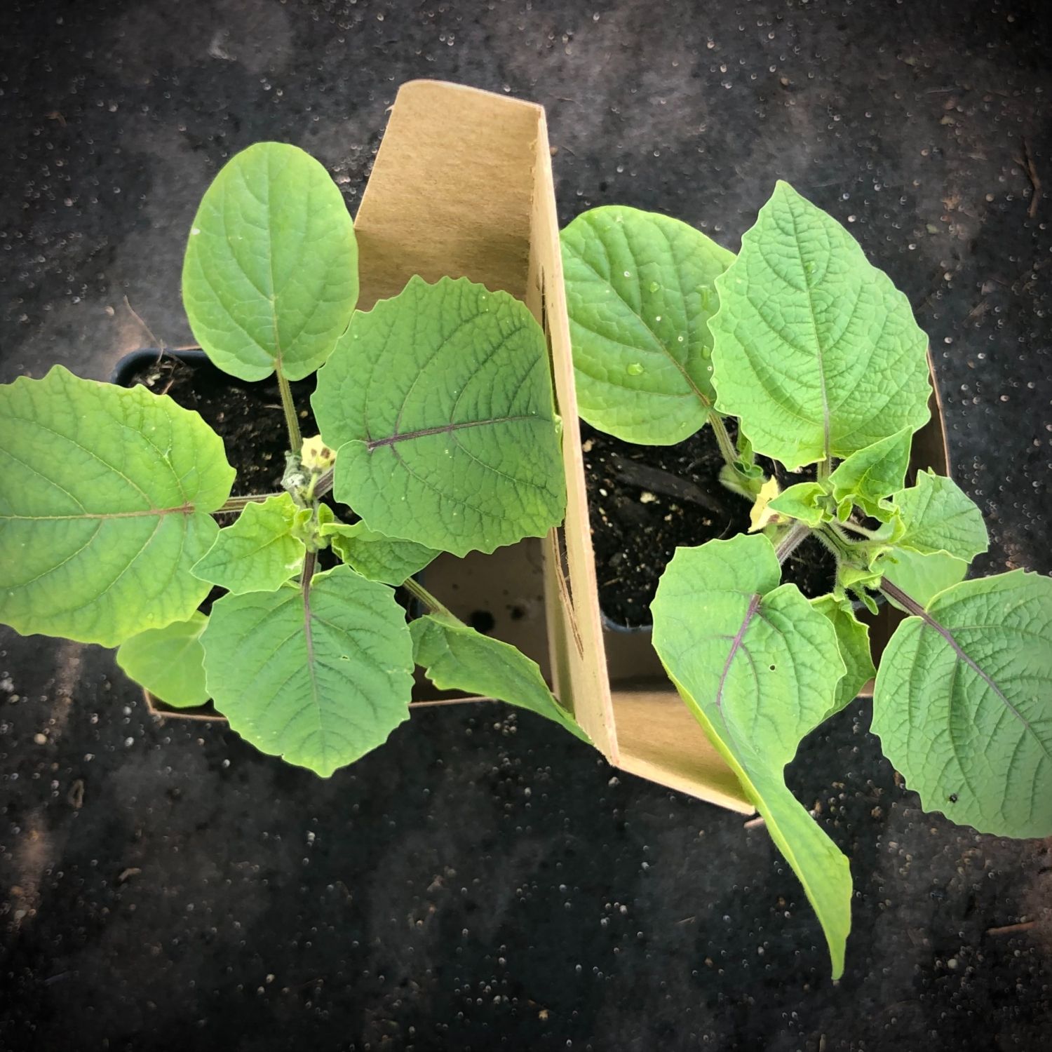 Ground Cherry Seedling Duo