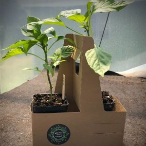 Picnic Pepper Seedling Duo