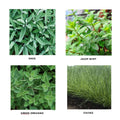 Perennial Herb Seedlings