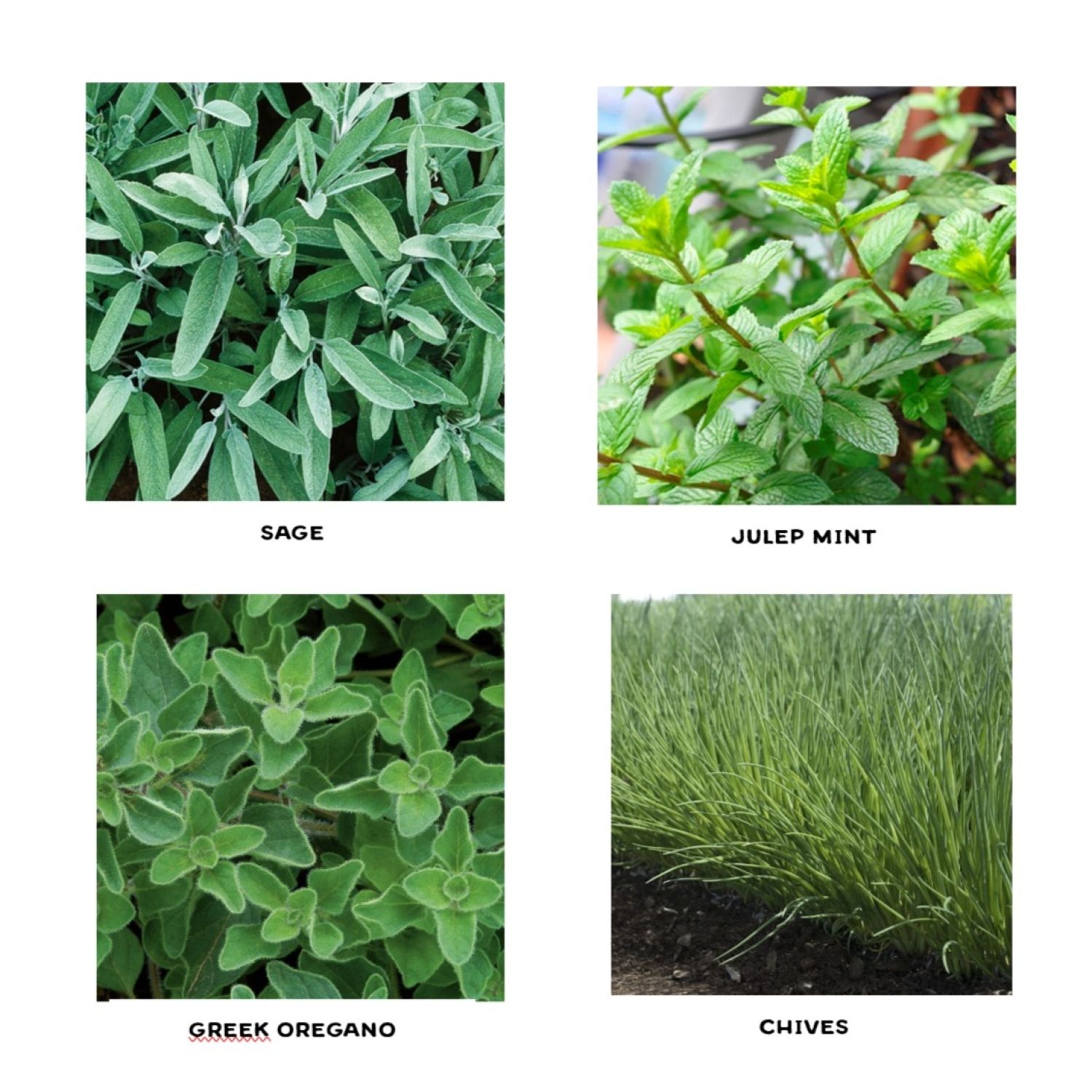 Perennial Herb Seedlings