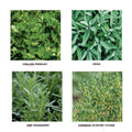 Scarborough Fair Herb Seedlings