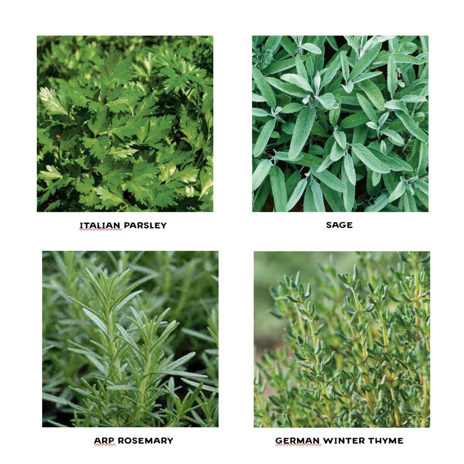 Scarborough Fair Herb Seedlings