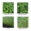 Kitchen Herb Seedlings