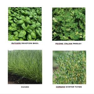 Kitchen Herb Seedlings