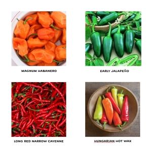 Spicy Pepper Seedlings