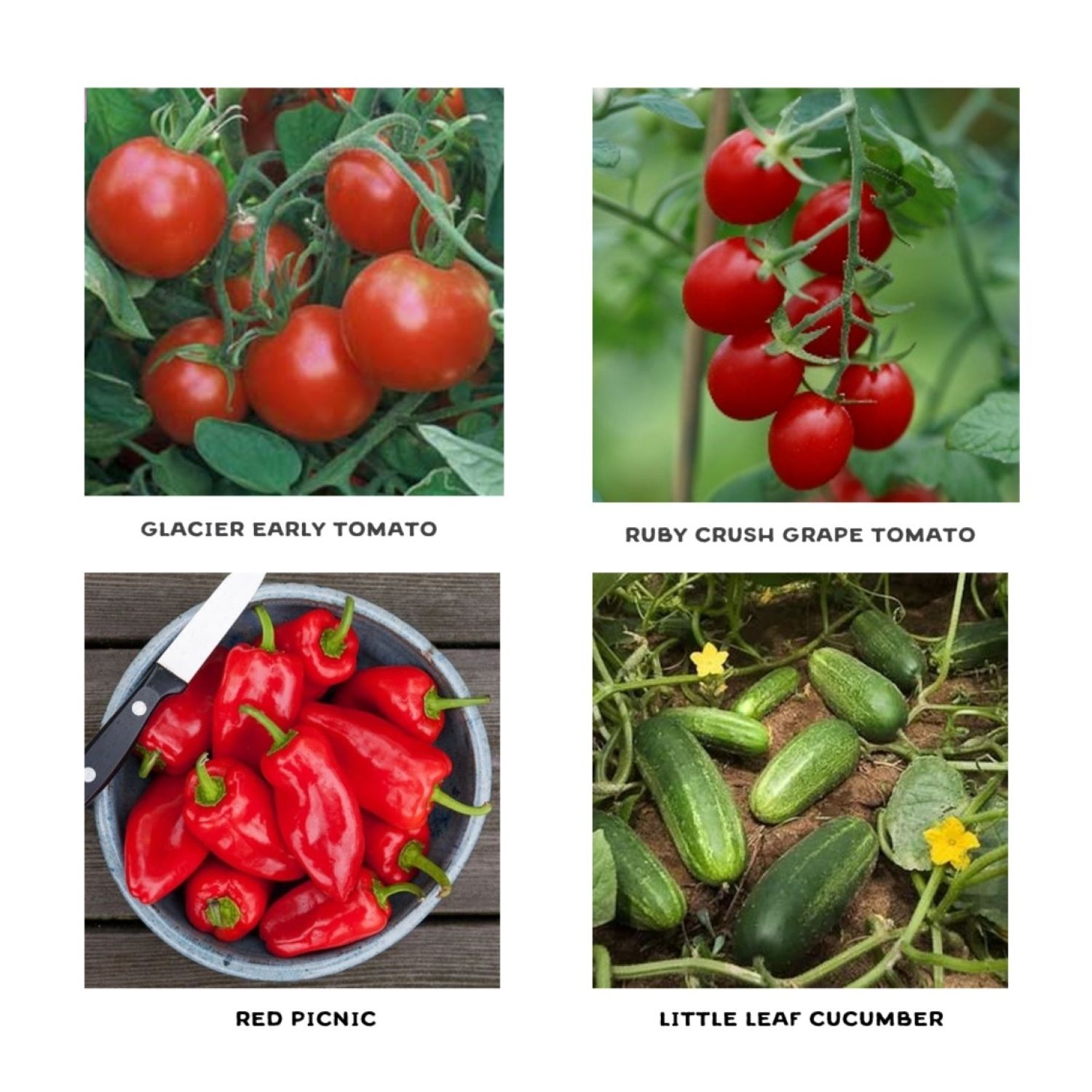 Container Garden Seedlings