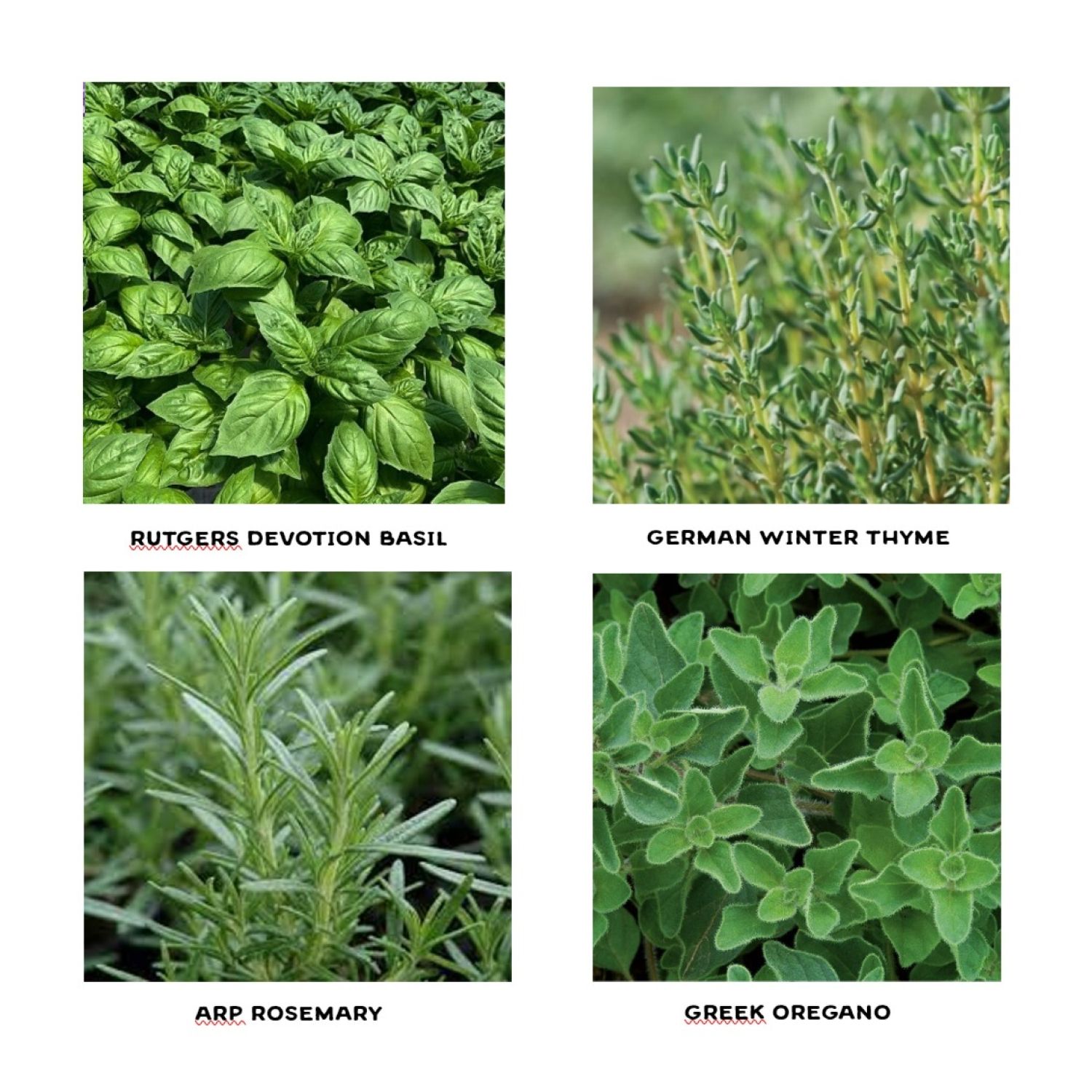 Italian Herb Seedlings