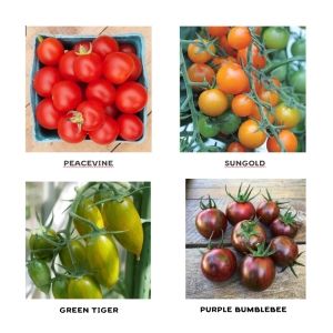 Jewel Mix Cherry Tomato Seedlings