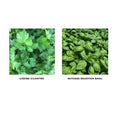 Cilantro & Basil Seedling Duo