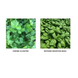 Cilantro & Basil Seedling Duo