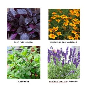Cocktail Flower & Herb Seedlings