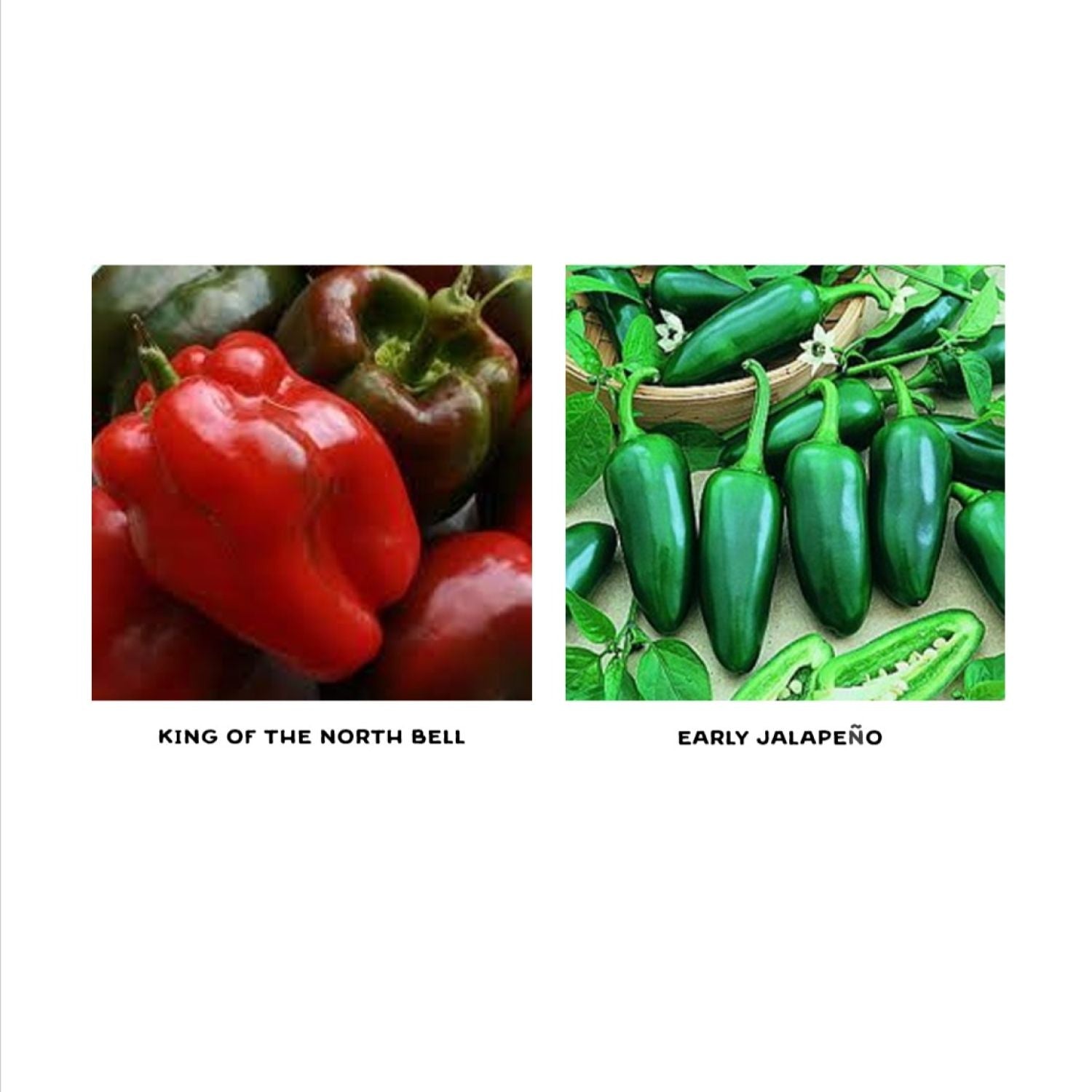 Sweet & Spicy Pepper Seedling Duo