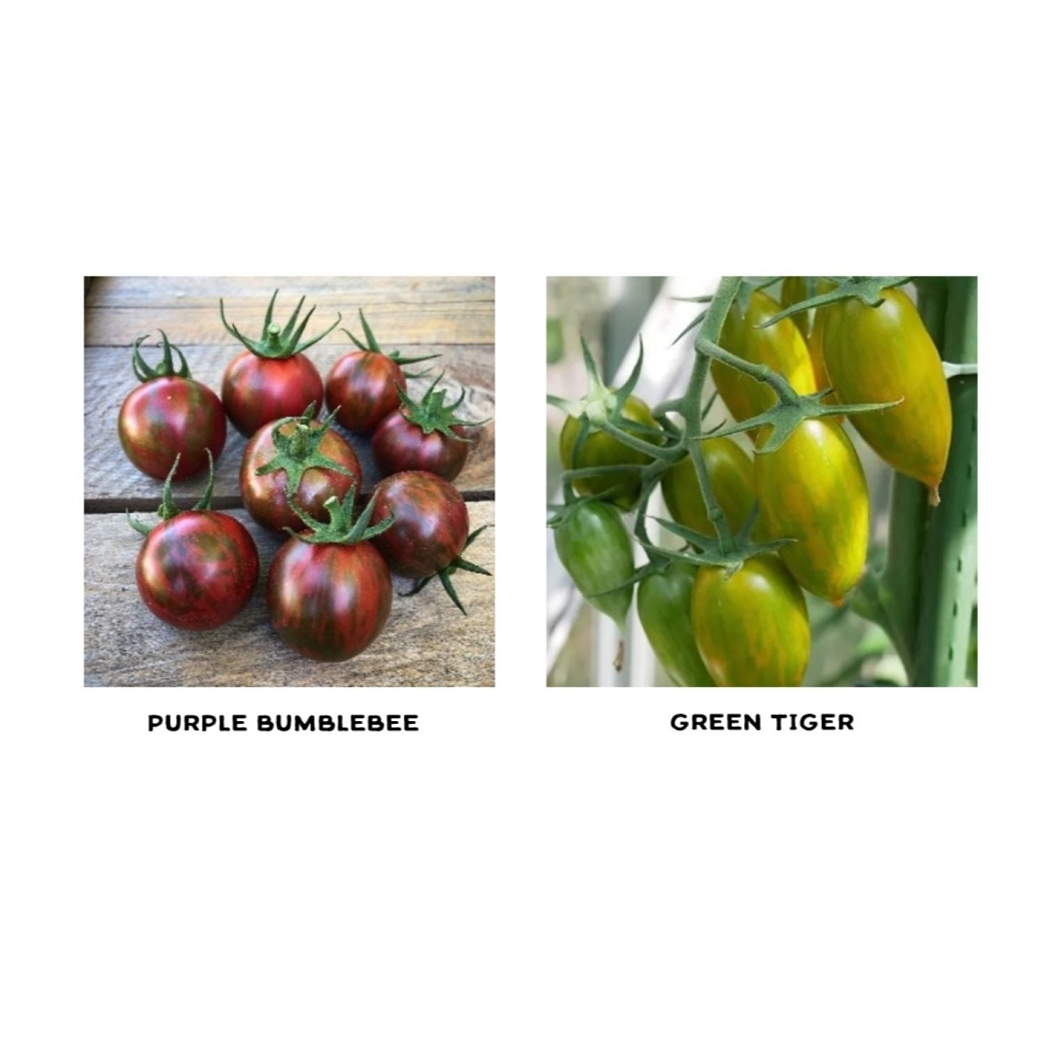 Specialty Cherry Tomato Seedling Duo