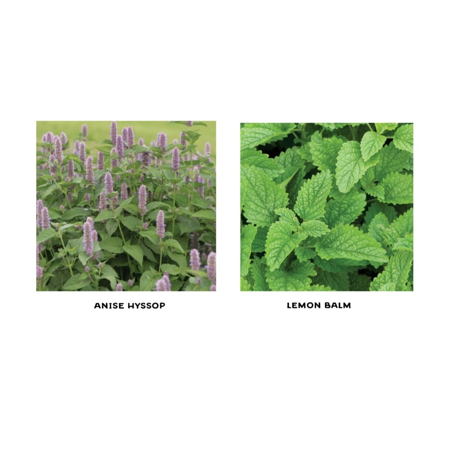 Herbal Tea Seedling Duo