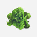 Romaine Lettuce