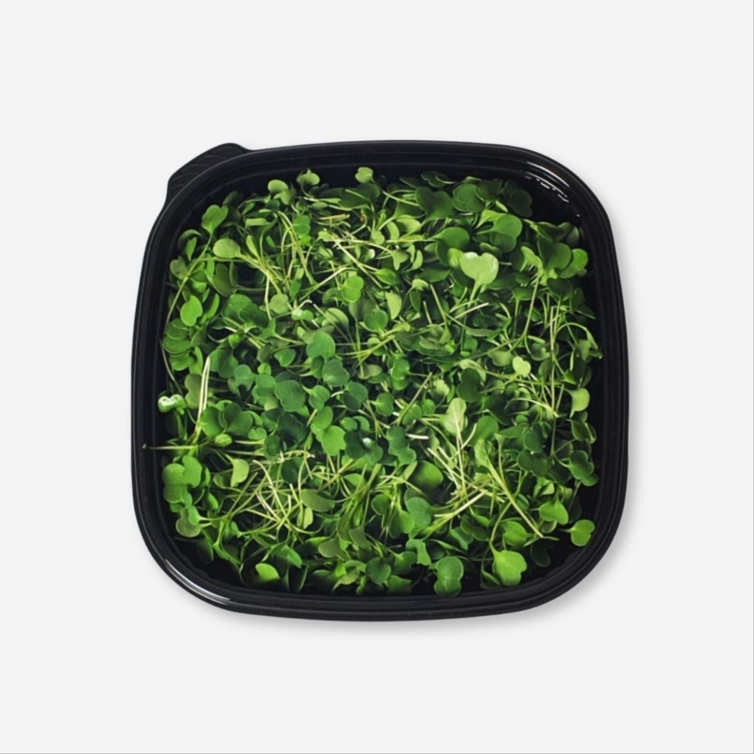 Arugula Microgreens
