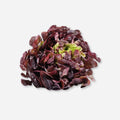 Red Leaf Lettuce