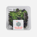 Rouxai Red Oakleaf Lettuce
