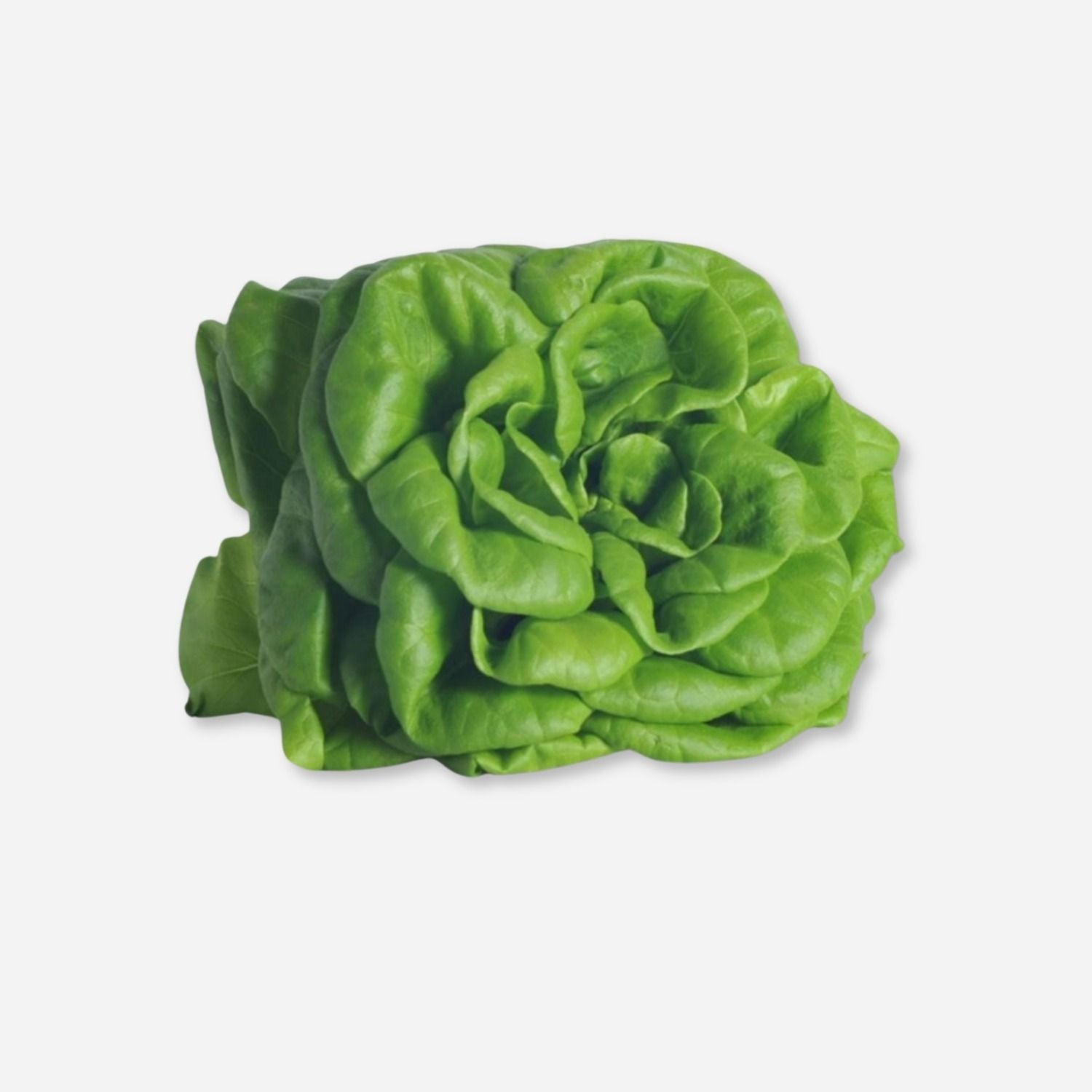 Buttercrunch Lettuce