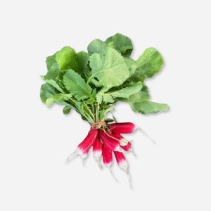 French Breakfast Radishes