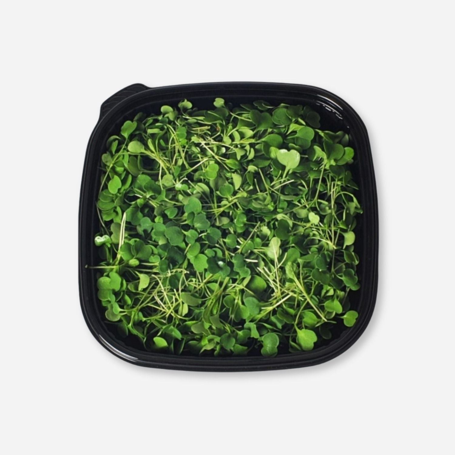 Kale & Broccoli Microgreens