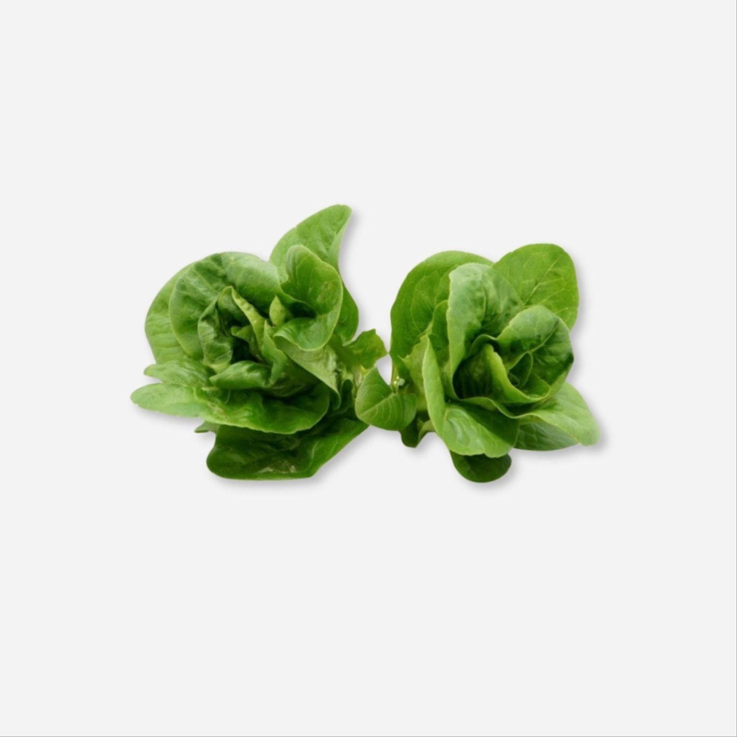 Organic Little Gem Lettuce