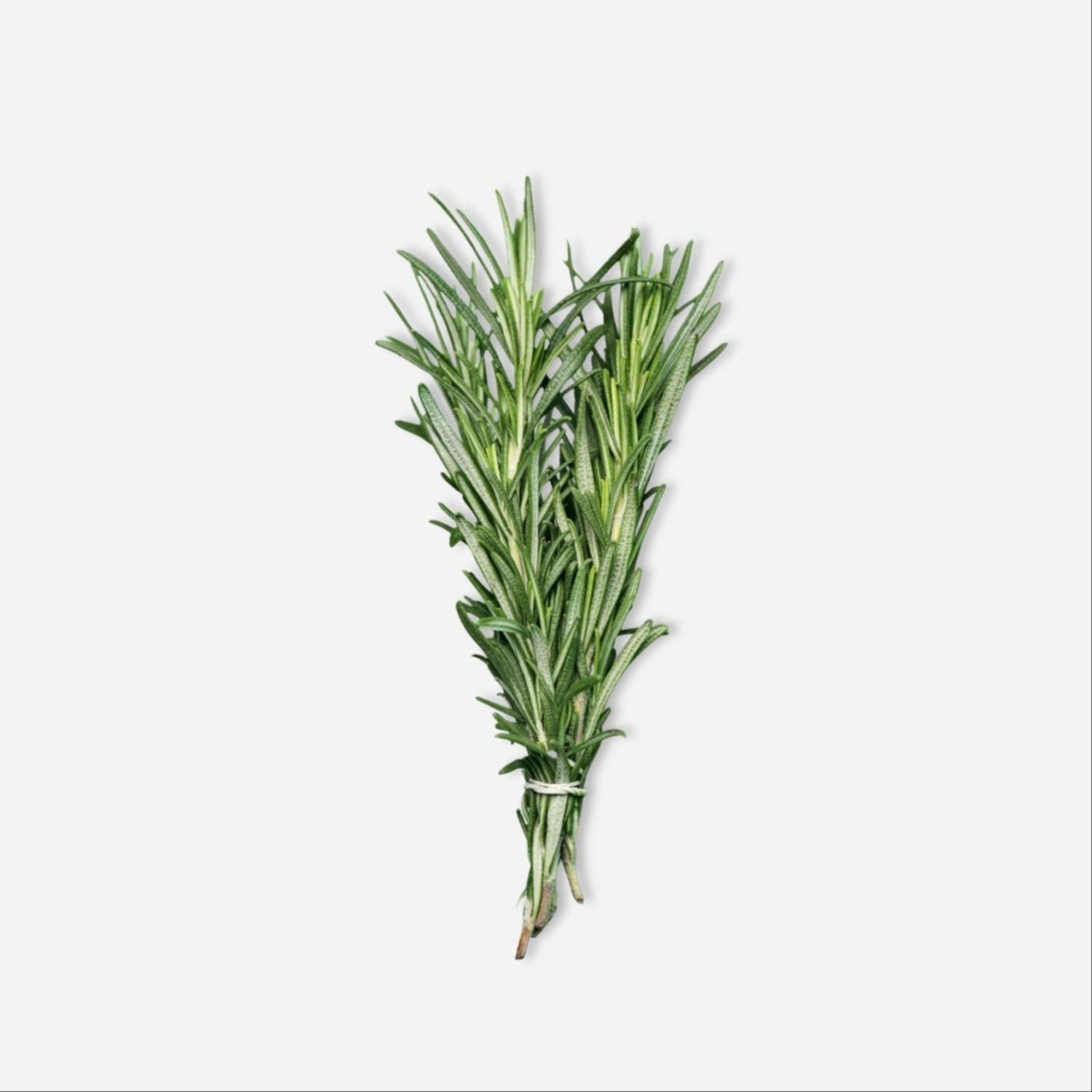 Rosemary