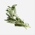 Sage