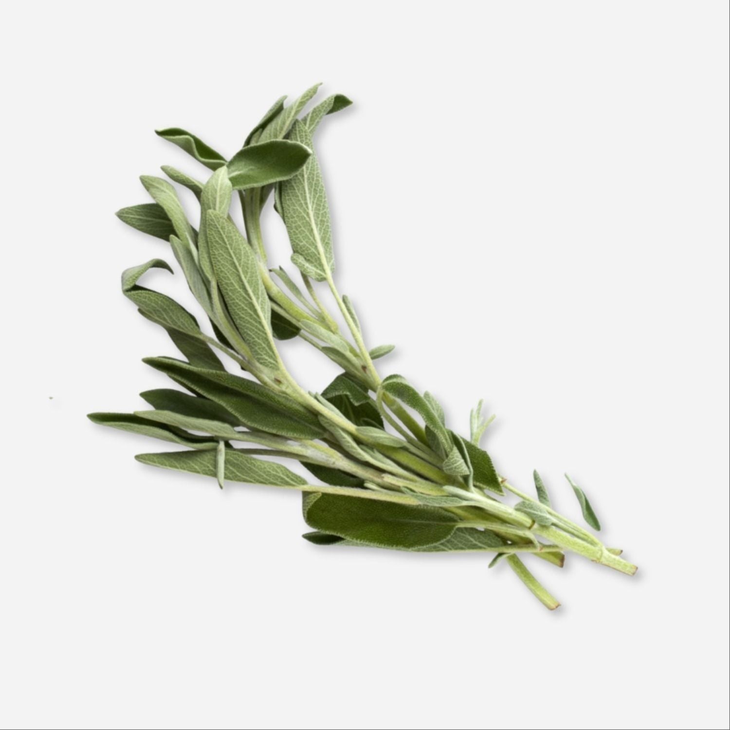 Sage