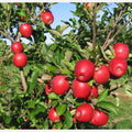Ruby Frost Apples