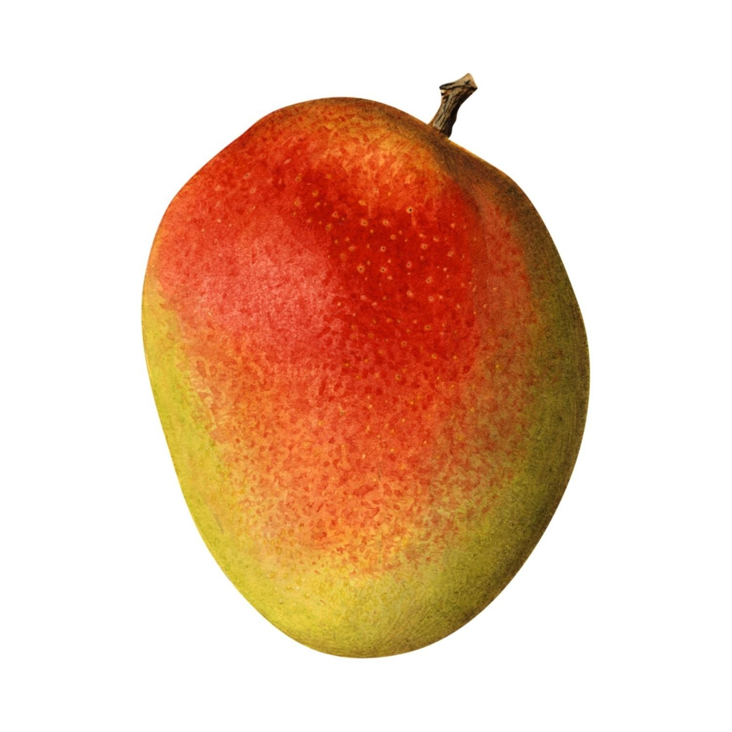 Mangoes