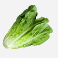 Romaine Lettuce Head