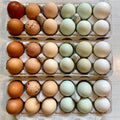 Pasture-raised Amish Rainbow Eggs