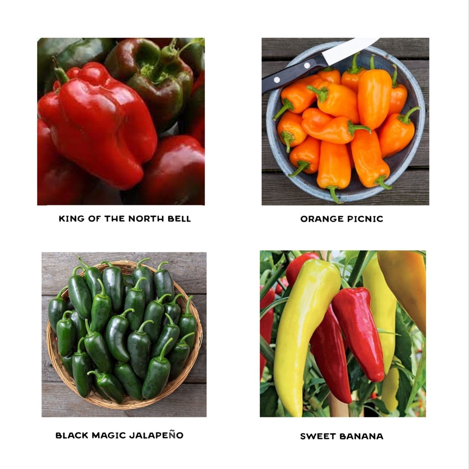 Pepper Lover Seedlings