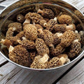 Wild Foraged Morels