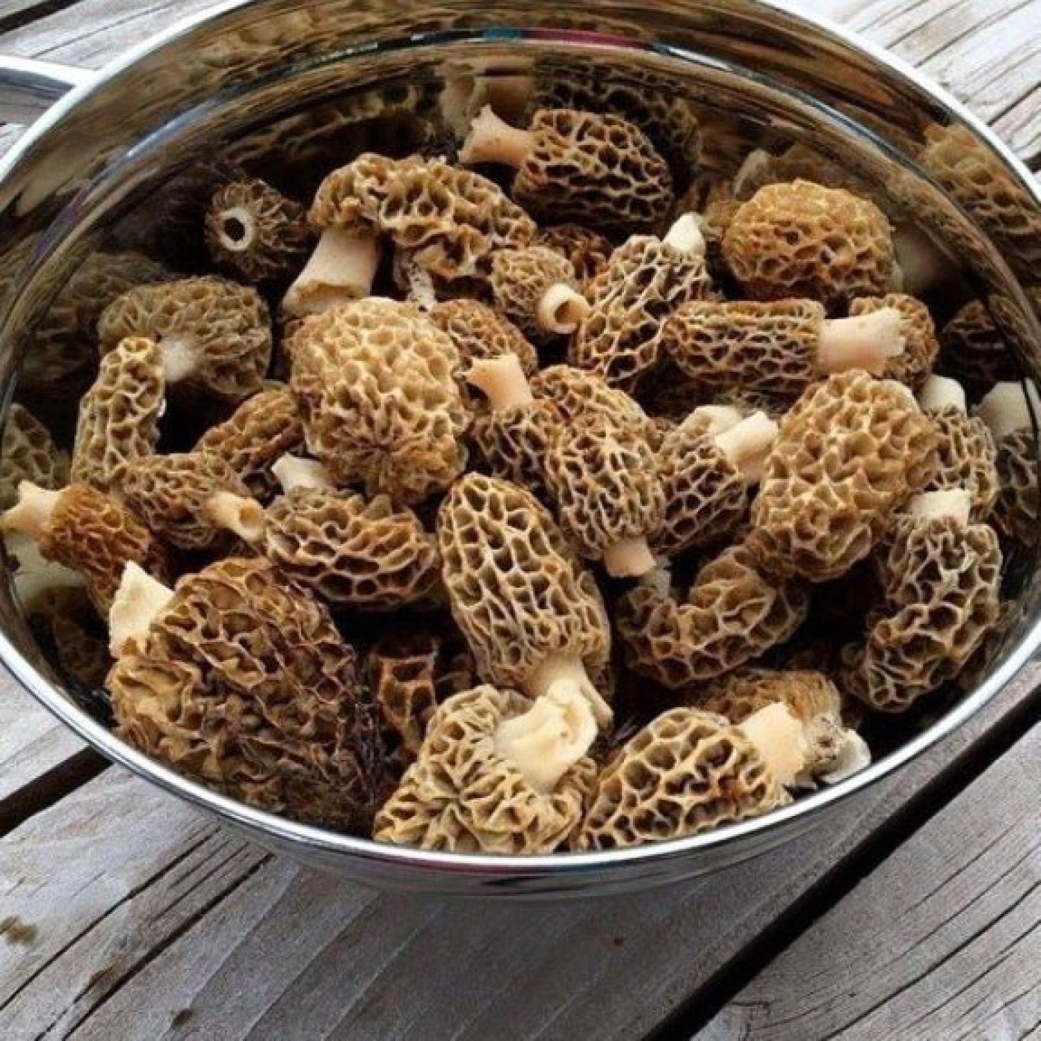 Wild Foraged Morels