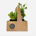 Seedling of the Week
