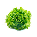 Green Leaf Lettuce