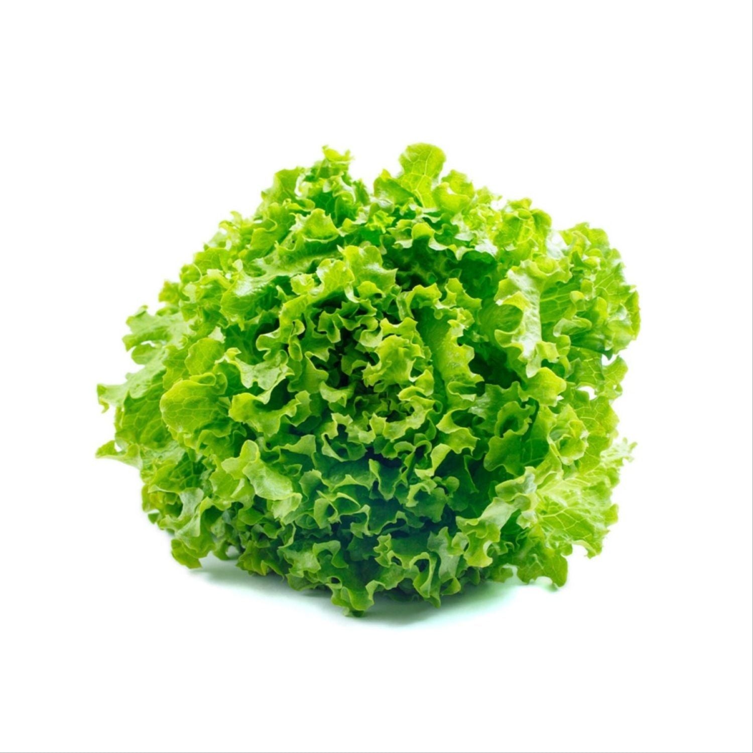 Green Leaf Lettuce